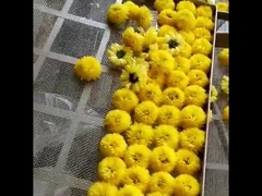 2300*1200*2000मिमी 2 रैक हॉट एयर ओवन ड्रायर फल चाय की पत्तियां सुखाने की मशीन